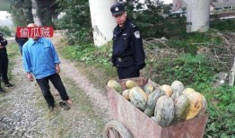 平乡网红吃瓜事件真相揭秘,揭秘背后真相与争议