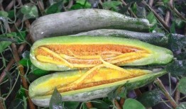 潮州网红吃瓜视频,揭秘潮州美食背后的故事