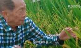 袁隆平 在线观看,杂交水稻之父的传奇人生