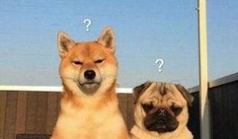 巴哥爆料线索视频大全,揭秘线索视频大全背后的精彩故事