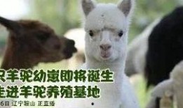 爆料美国羊驼视频播放