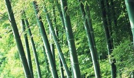 竹林小区新闻爆料最新,业主抗议物业，真相背后引关注