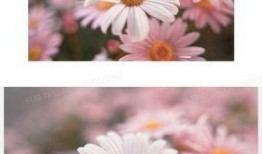 雏菊在线高清在线观看