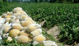 瓜州能不能免费吃瓜