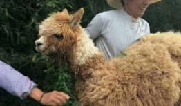 爆料美国羊驼视频播放