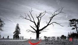 东莞枯树爆料事件视频最新,真相与争议交织的视觉冲击