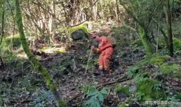 东莞枯树爆料事件视频最新,真相与争议交织的视觉冲击