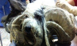 俄罗斯核怪兽爆料事件视频,惊心动魄的核危机真相曝光