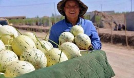 瓜州能不能免费吃瓜