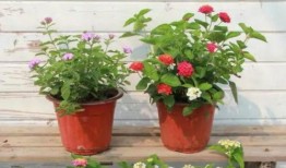 武汉胖子爆料视频最新版,揭秘背后惊人真相