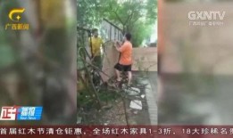 东莞枯树爆料事件视频最新,真相与争议交织的视觉冲击