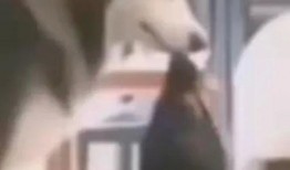 伍哥爆料曝光视频在线观看