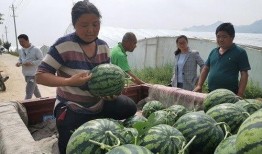 陇南市网红吃瓜事件,一场网络狂欢背后的真相与反思